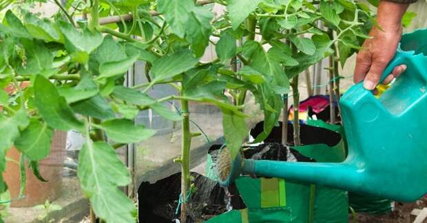 Универсальная подкормка, которая подарит хороший урожай томатов