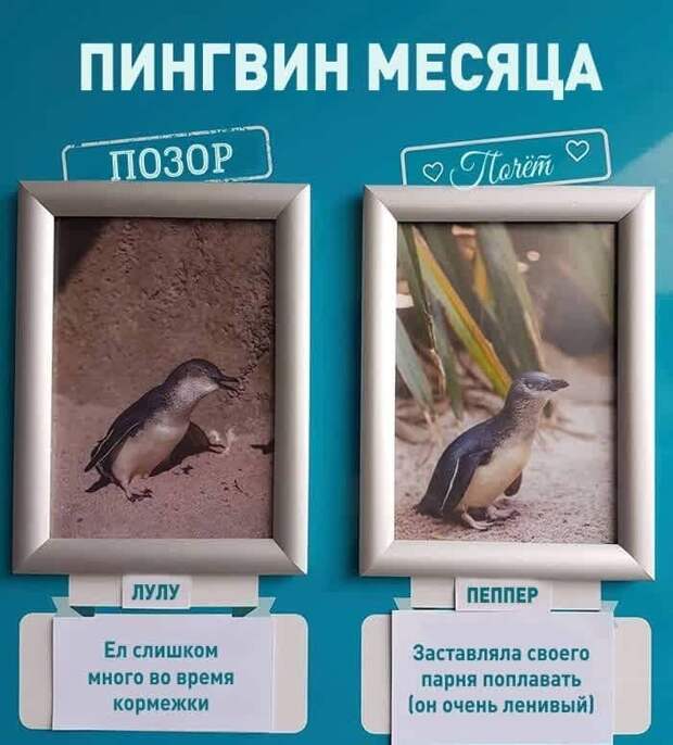 пингвины, таблички