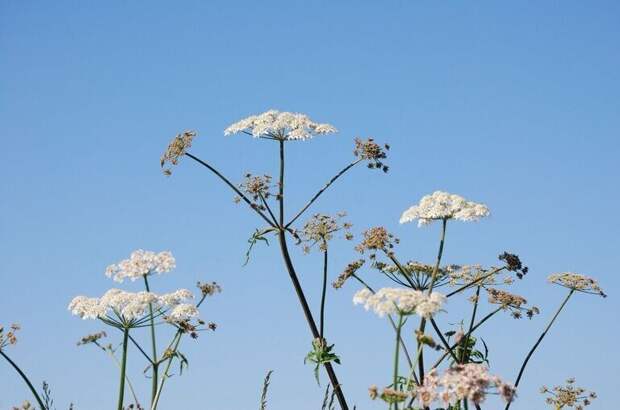 Дачный участок не отнимут из-за растущего борщевика
