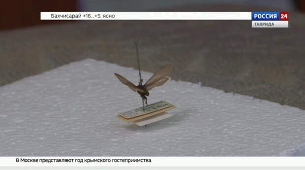 Крымский учёный установил новый для России вид бабочек