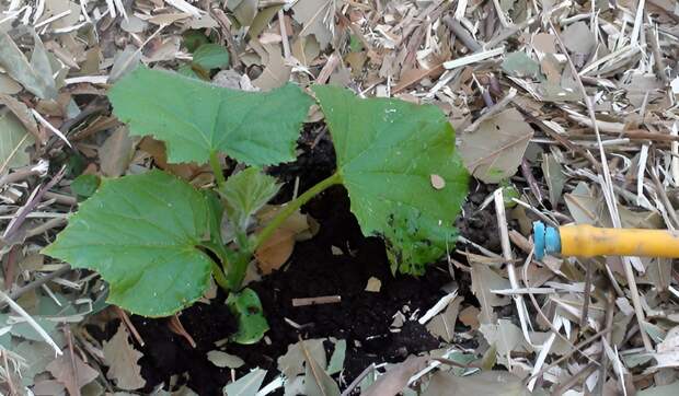 Оптимальные сроки посадки огурцов в 2026 году по Лунному календарю