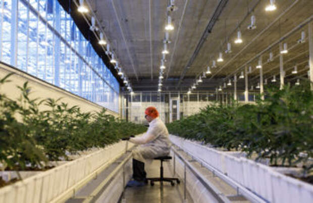 Aurora Cannabis is Laying Off Huge Swath of Workforce and Shutting Five Facilities