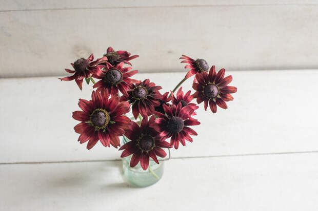 Рудбекия "Вишневый ликер" (Rudbeckia "Cherry Brandy")