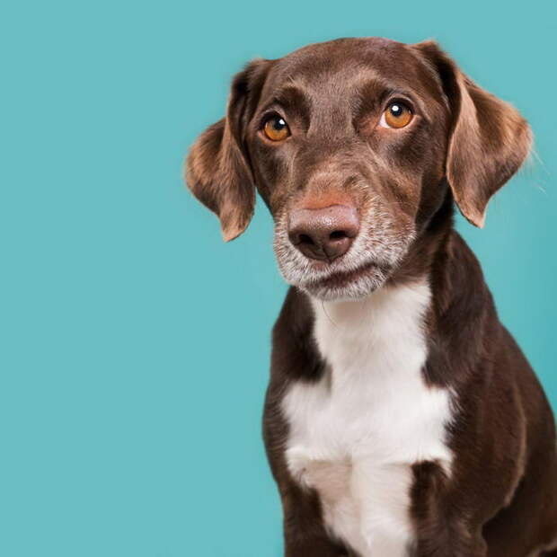 Такие разные характеры собак: фотопроект Elke Vogelsang Такие разные характеры собак: фотопроект Elke Vogelsang