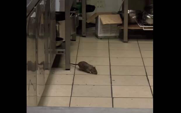 Рязанцы заметили крысу на кухне клуба на улице Вокзальной