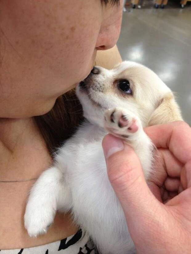 морды спасенных собак, счастливые спасенные собаки, собаки по дороге в новый дом, 