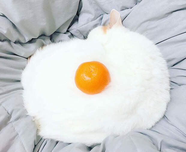 cat-orange-look-like-egg-photoshop-battle-original