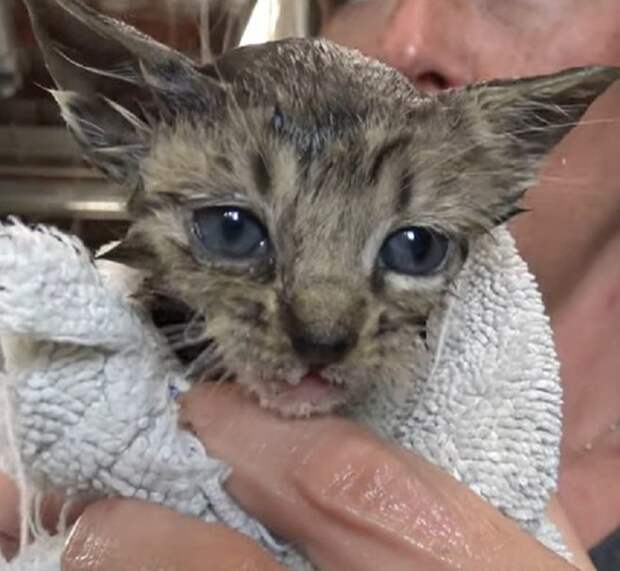 Котенок в полотенце Помытый котенок