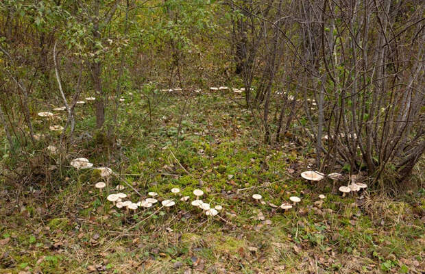 Самые впечатляющие «ведьмины круги» - диаметром более 10 метров - образуют грибы. Фото: FotoHelin/Shutterstock/Fotodom.