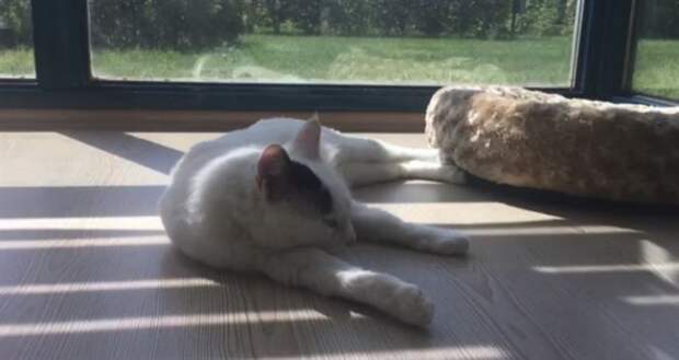 Кот-приманка, которого подростки бросили на стройке, теперь улыбается людям!
