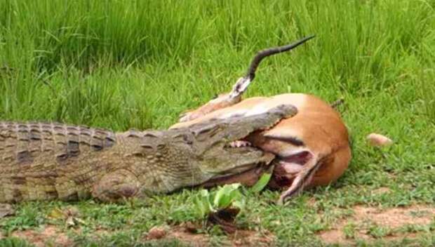 Кровожадный крокодил был поражен красотой нежной антилопы
