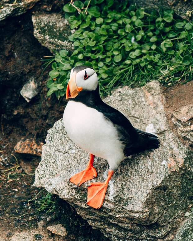 И всякой твари по паре...
