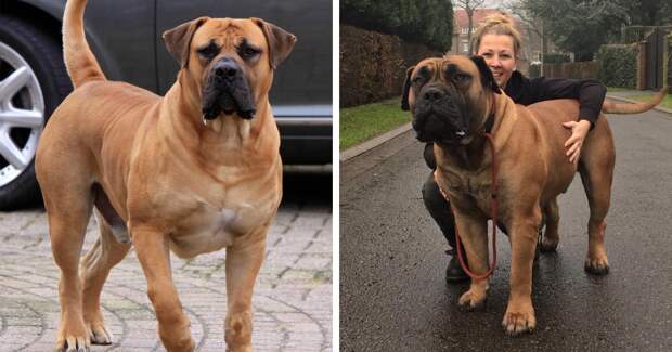 Самые крупные и тяжёлые породы собак в мире