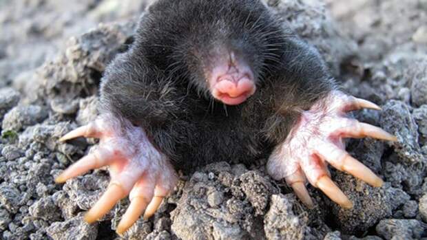 Мираж для ООН.