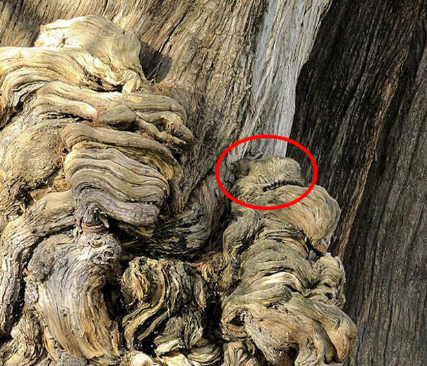 find-hidden-cat-camouflage-hide-and-seek-catouflage-151