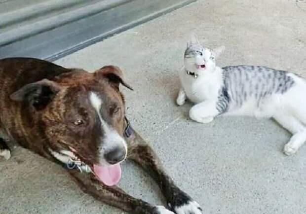 Собака и кошка Пес и кот