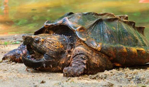 Грифовая черепаха Хитрость, дикие животные, живность, животные, интересно, природа, факты