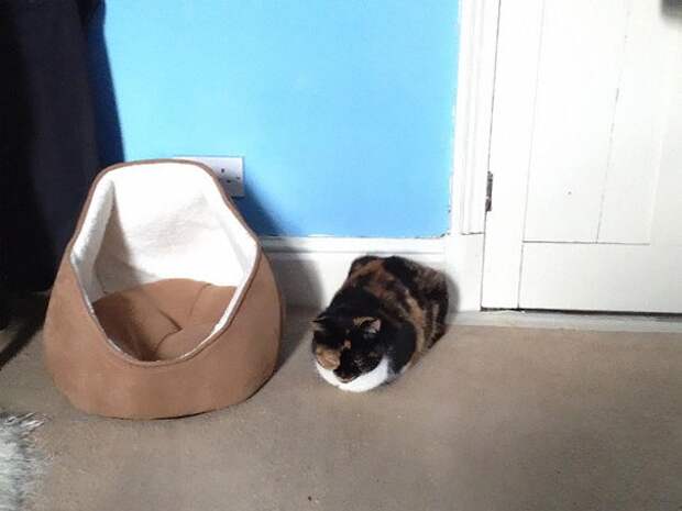 кошачья логика, коты и кошачий домик