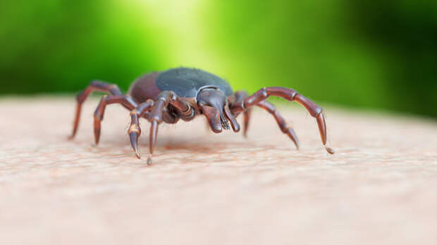 Специалист Харина: при обнаружении клеща нужно обратиться за медпомощью