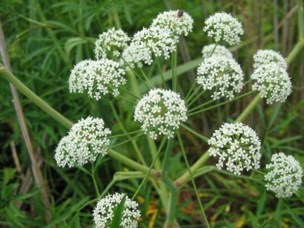 Cicuta_virosa