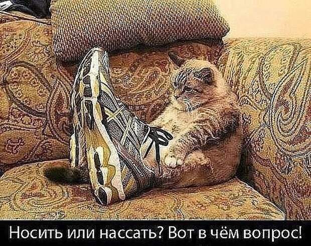 Уморительные перлы из социальных сетей Уморительные перлы из социальных сетей