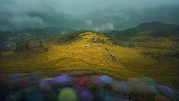 Рисовые поля в провинции Чжэцзян в Китае