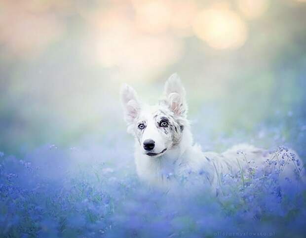 dogs_photo10
