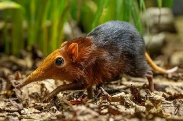В Англии впервые родились животные, состоящие в родстве со слонами и мышами