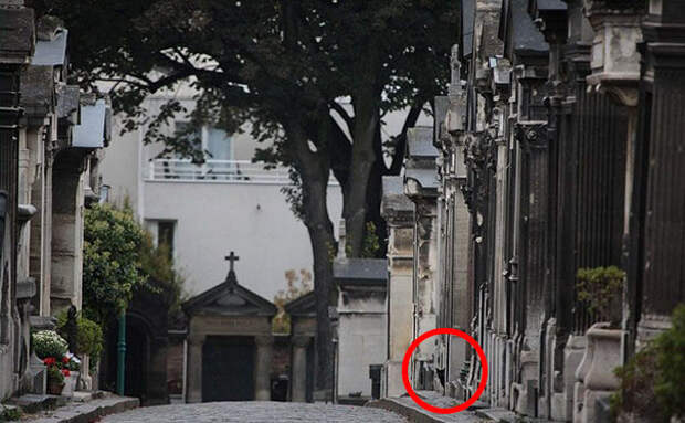 find-hidden-cat-camouflage-hide-and-seek-catouflage-201