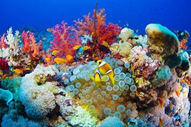 Кораллы Красного моря