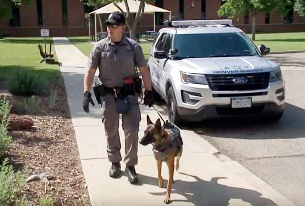 Собака с офицером