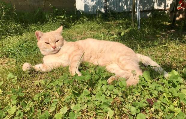 девушка помогла коту кот в траве