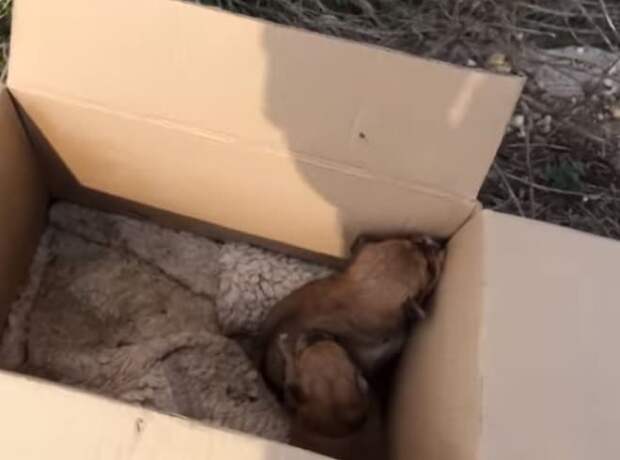 Коробка со щенками Щенки в коробке