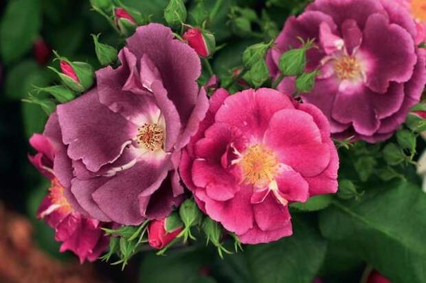 Роза Голубая рапсодия способна стать изюминкой любого сада.