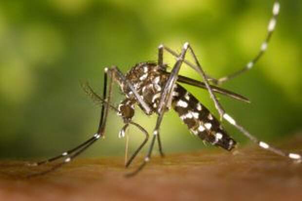 Эксперт назвал самые эффективные средства борьбы с комарами