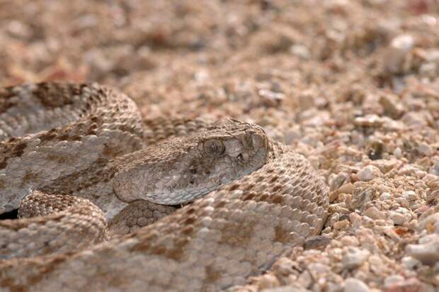 Змея техасский гремучник. интересное, маскировка, фотографии