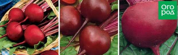 Ред Клауд F1, Хавская, Холодостойкая 19