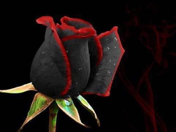 Black Magic Rose Wallpaper