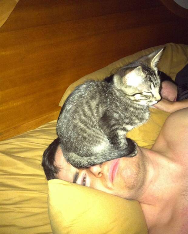 Кошачье господство выглядит вот так — Коту хорошо, и это главное.! Кошачье господство выглядит вот так — Коту хорошо, и это главное.!