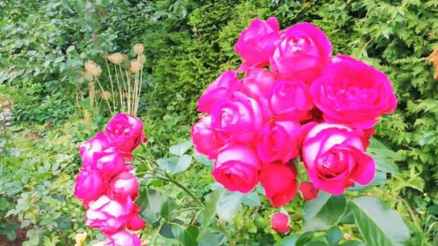 То, чего вы не знали о розе! Базальные побеги — секрет пышного цветения куста