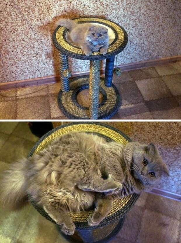 Без кота и жизнь не та