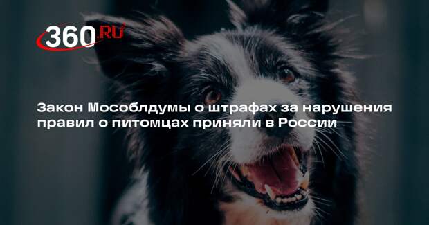 Закон Мособлдумы о штрафах за нарушения правил о питомцах приняли в России