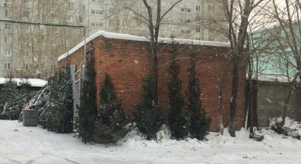 На нелегальных елочных базарах в Омске могут продавать зараженные деревья
