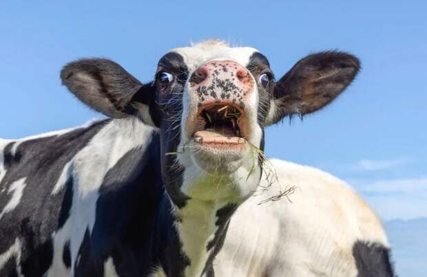 Пять удивительных фактов о коровах, которые изменят ваше представление о них