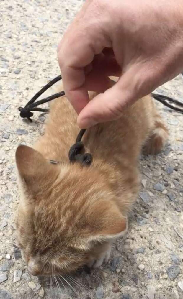 спасение котенка рыжий котенок