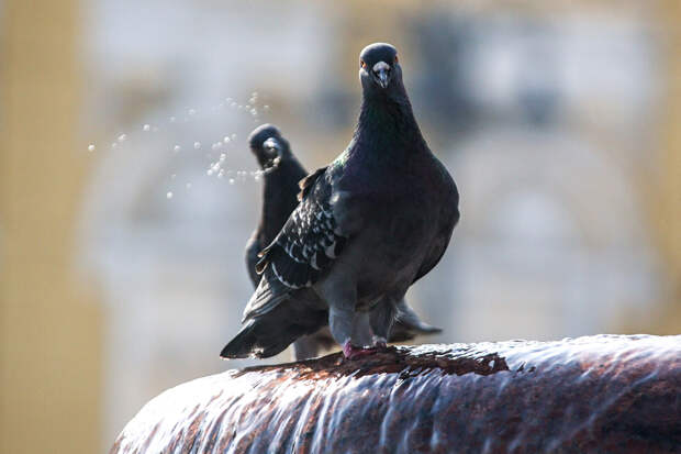 У птиц обнаружили «зачатки» самосознания
