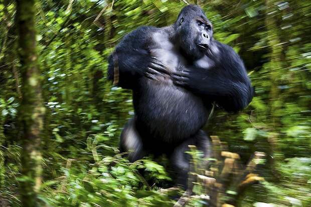 Победители конкурса Nature Photographer of the Year 2021. Фотогалерея