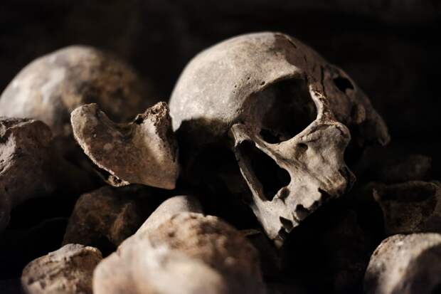 Правительство Швеции вернет Финляндии 82 черепа, вырытые из могил 30 лет назад
