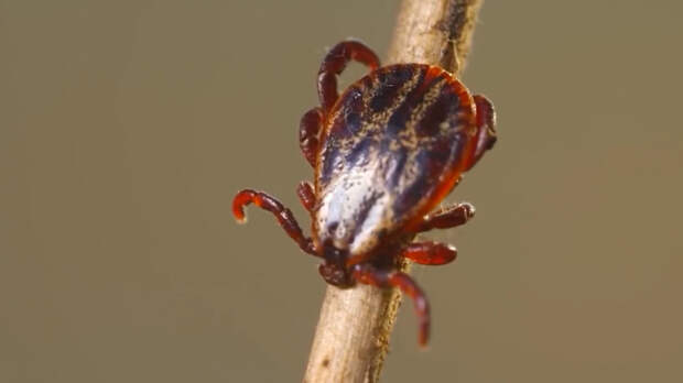 Петербург и Ленобласть оказались в лидерах по укусам клещей