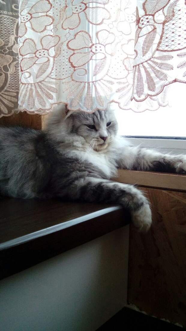 Больной котенок жалобным взглядом провожал покидавших его хозяев